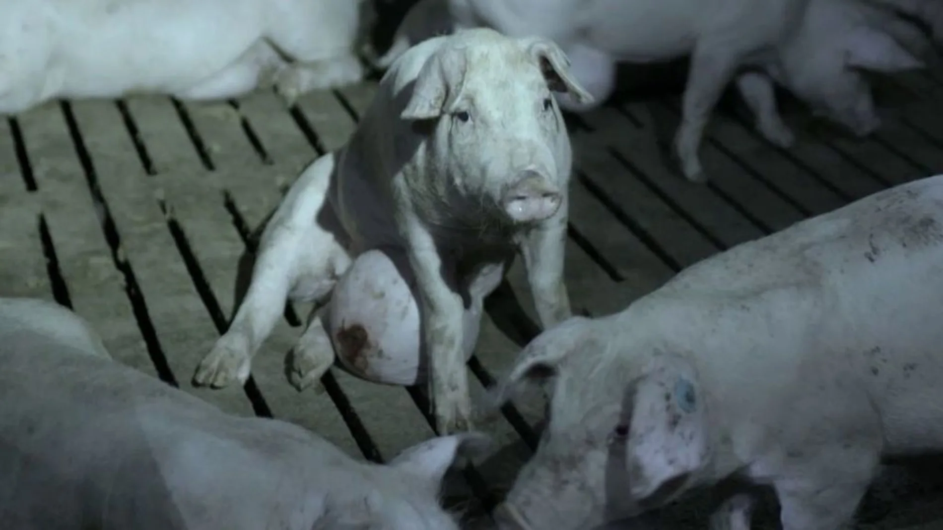 Imagen de uno de los cerdos de la granja que apareció en el programa de La Sexta