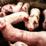 Alarma en Reino Unido por la aparición de una superbacteria en la carne de cerdo de los supermercados