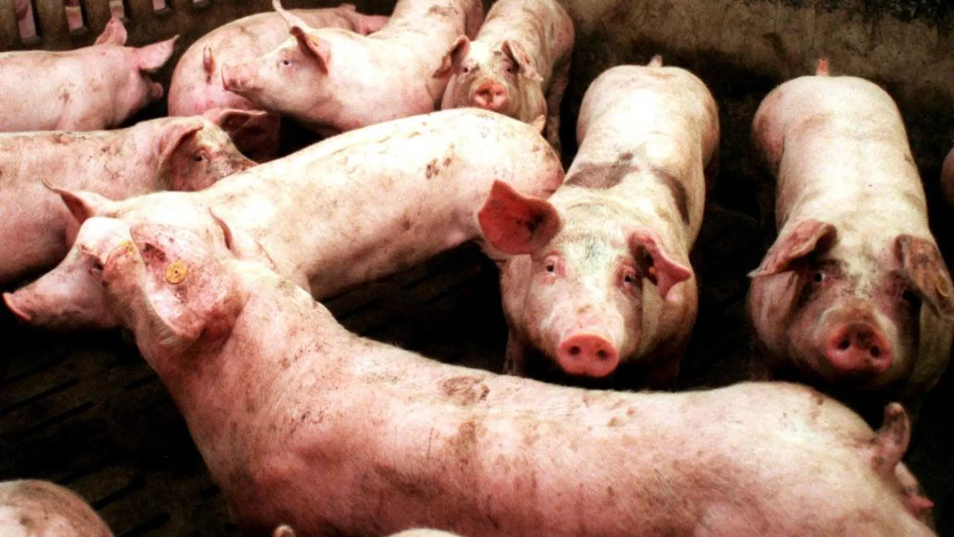Alarma en Reino Unido por la aparición de una superbacteria en la carne de cerdo de los supermercados