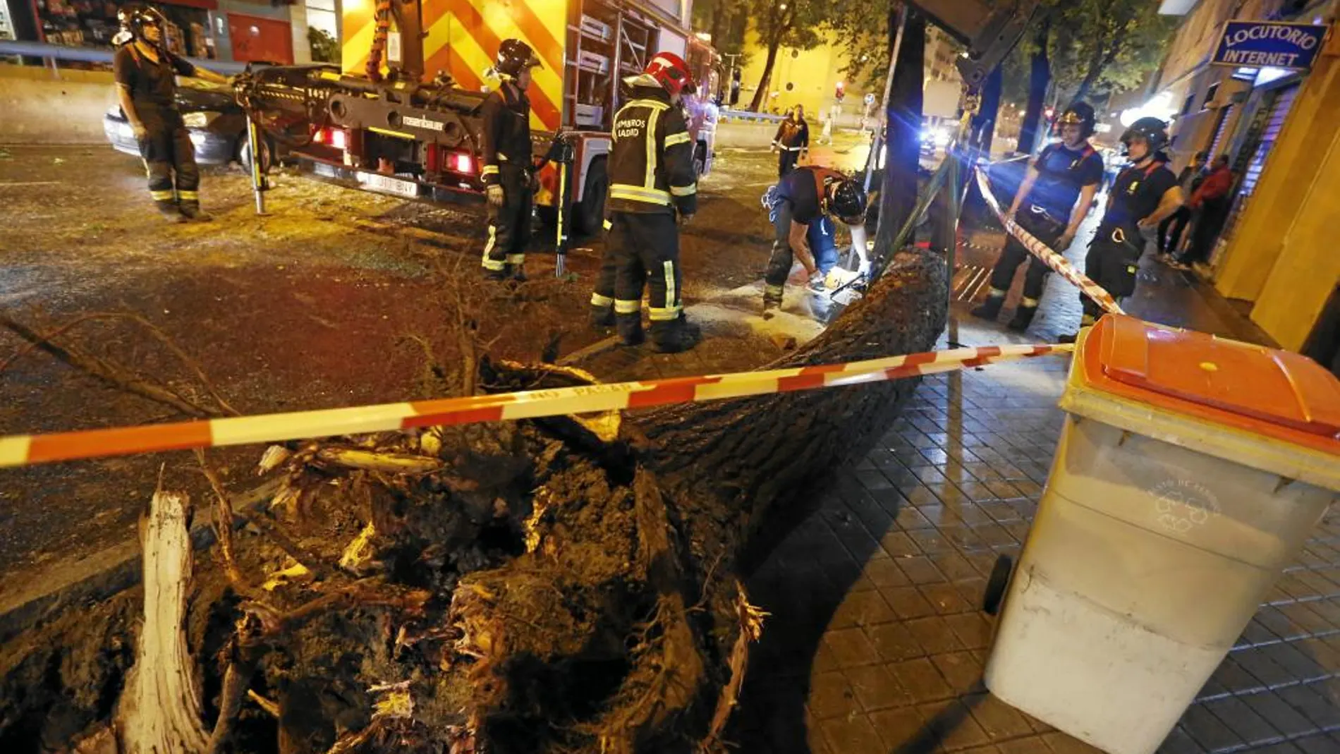 El árbol que se desplomó el domingo en Arganzuela, en la calle Embajadores