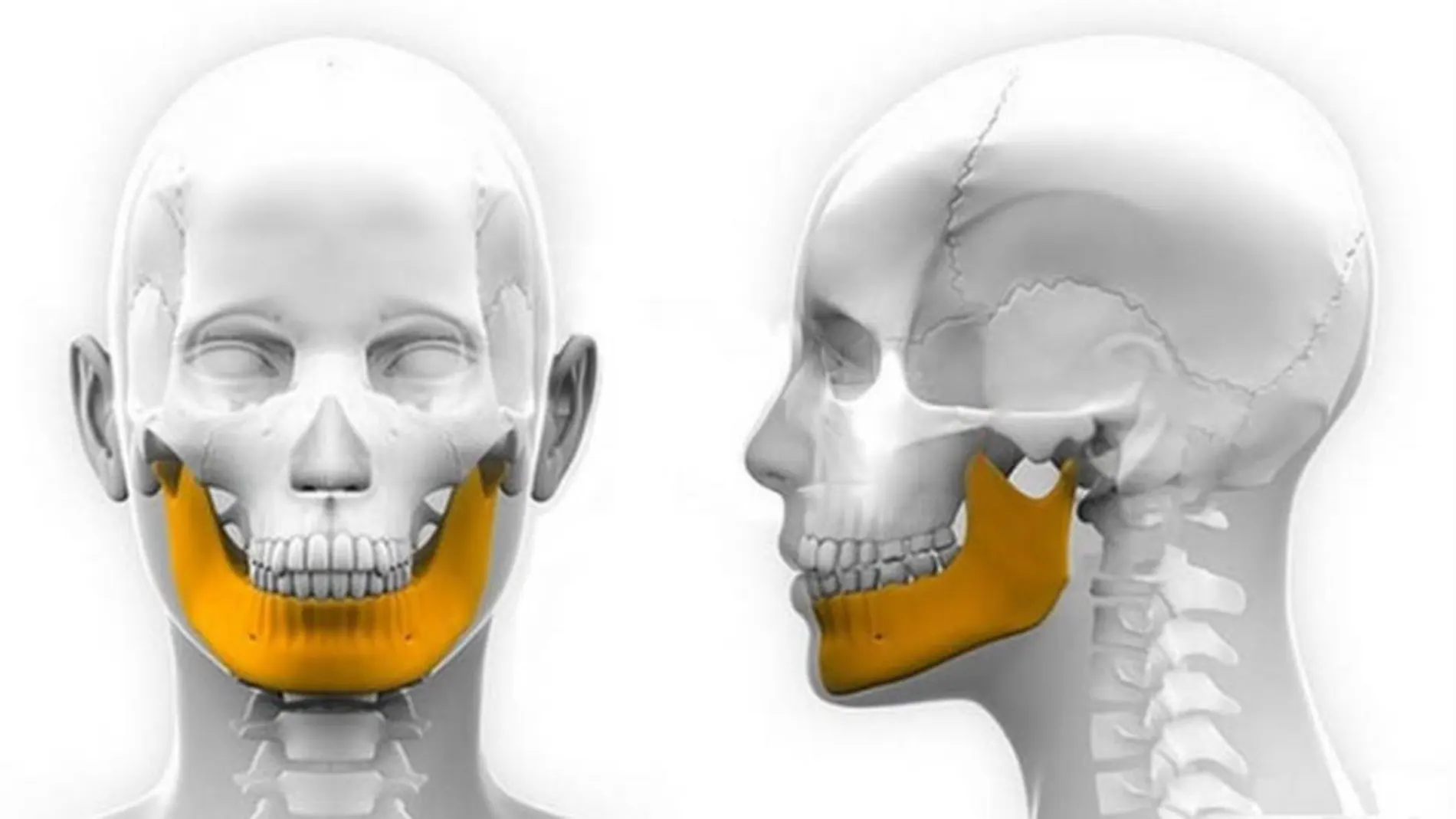 Captura de la articulación de la mandíbula inferior que conecta con el cráneo