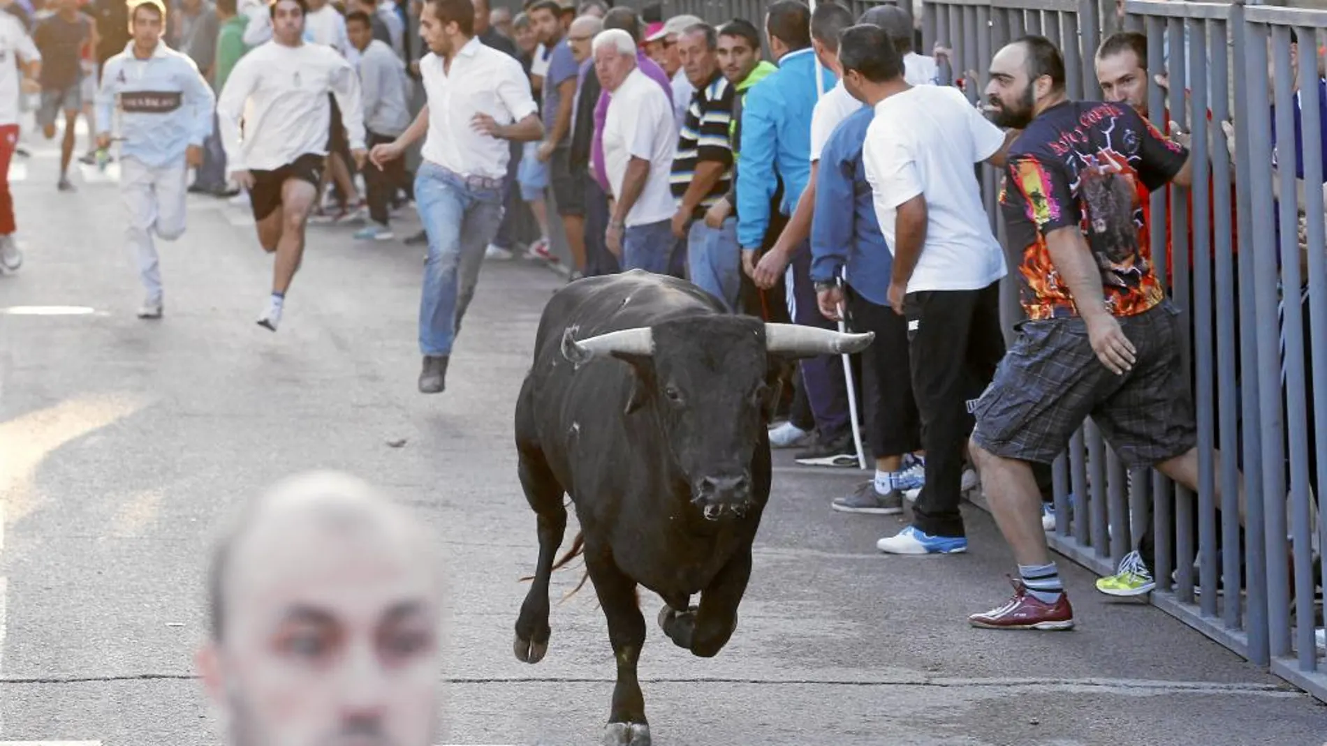 Cada 15 de agosto, Pinto cubre sus calles principales con talanqueras de barrotes que acotan el recorrido de sus tradicionales encierros.