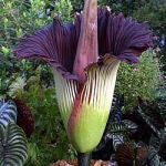 Los ejemplares de amorphophallus titanum pueden llegar a alcanzar los dos metros de altura
