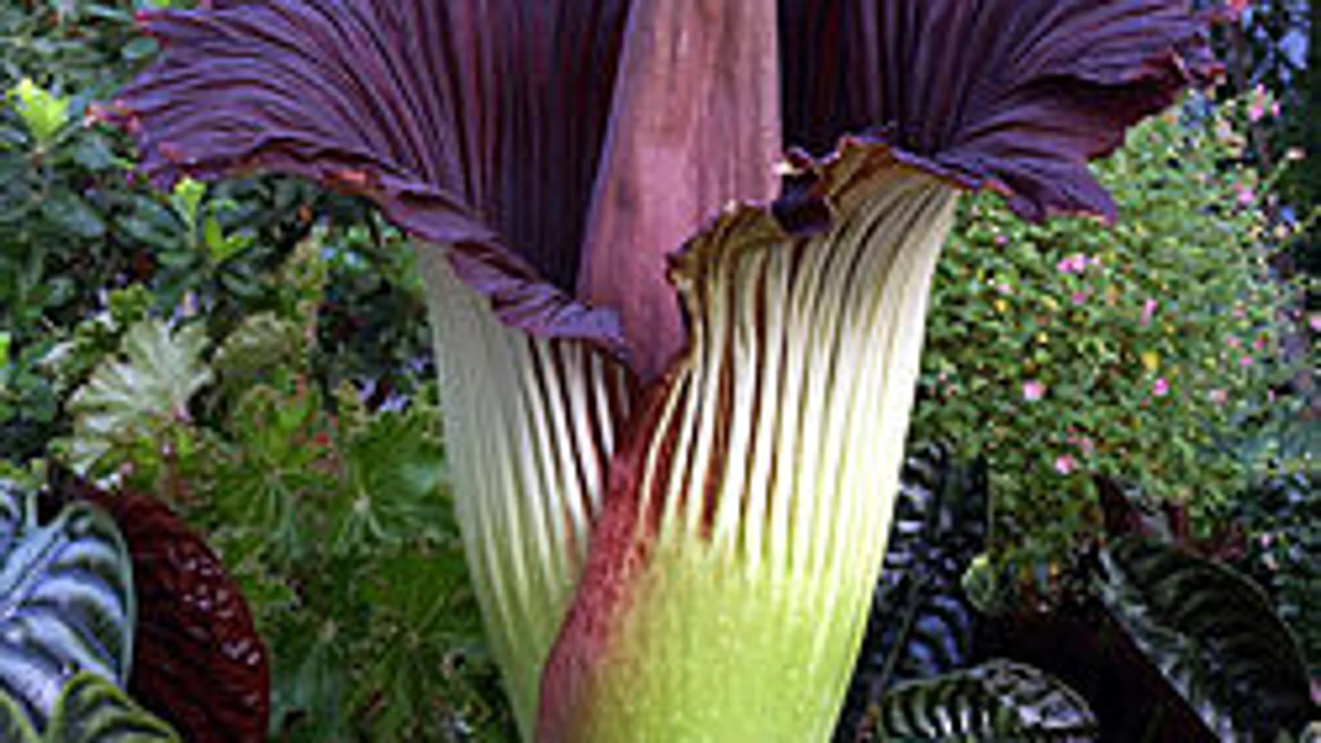 Los ejemplares de amorphophallus titanum pueden llegar a alcanzar los dos metros de altura