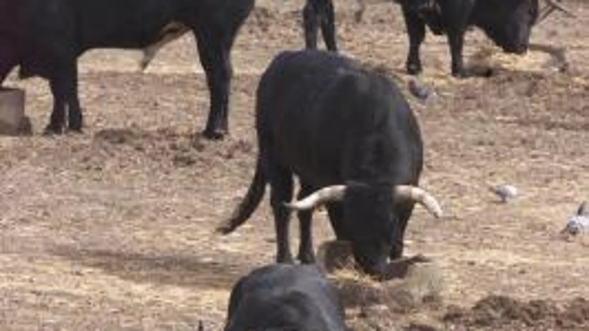 El toro de lidia salta al laboratorio tras la primera clonación en España. Imagen de archivo de reses bravas (AP).
