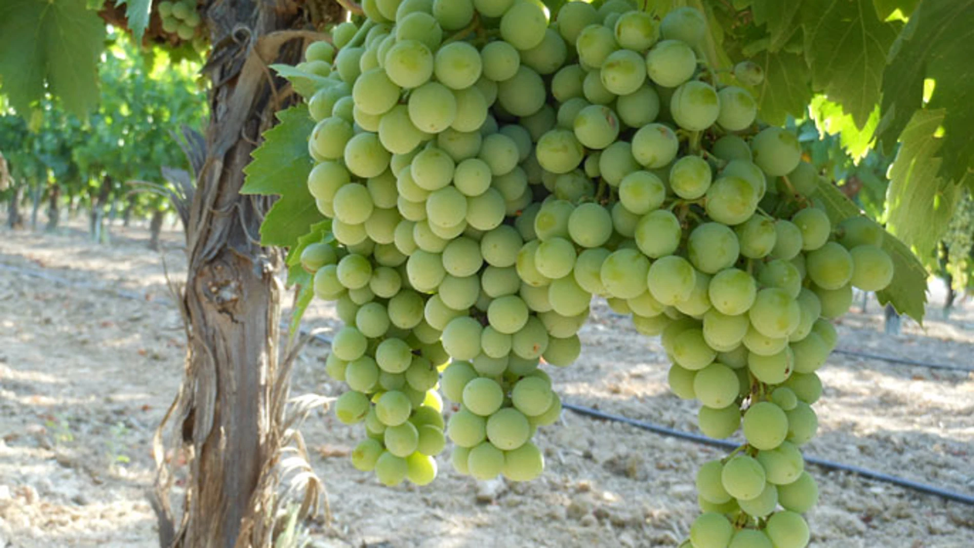 La muestra detalla todo el proceso investigador desde la plantación de la uva hasta la producción de vino