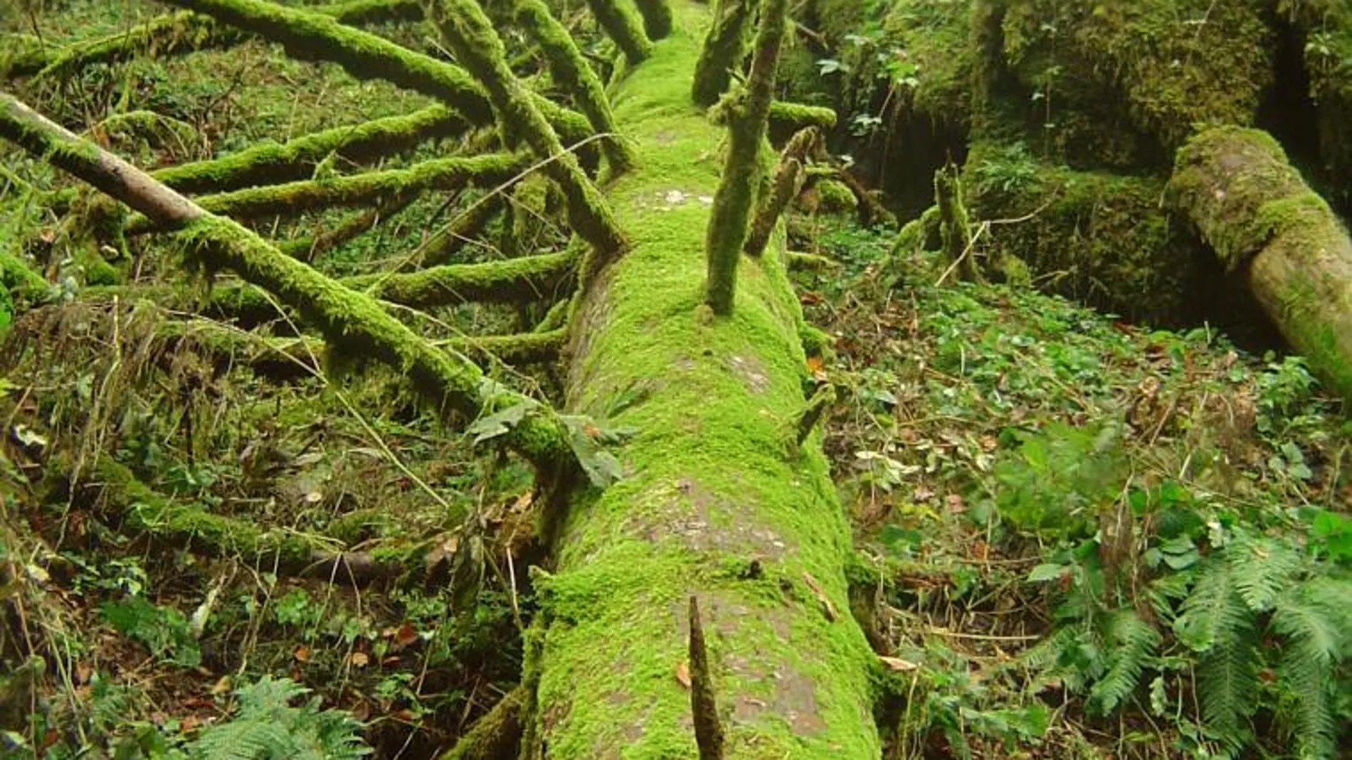 Los bosques con mayor diversidad de árboles producen un 24% más de madera
