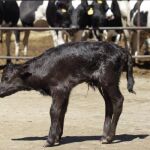Got, el primer toro clonado de España
