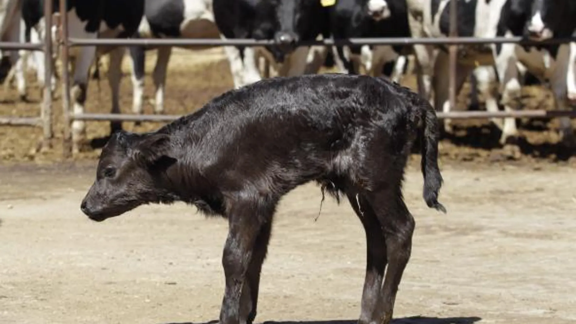 Got, el primer toro clonado de España