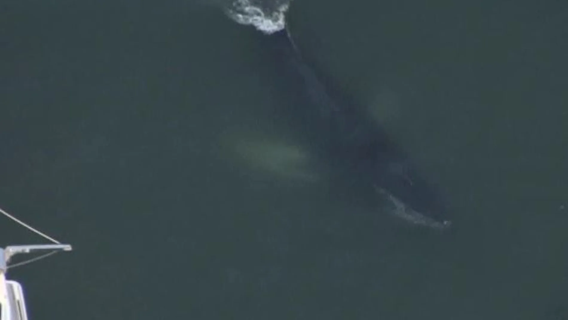 Imagen de la ballena en el puerto de Ventura