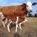 Una vaca clonada con su ternero