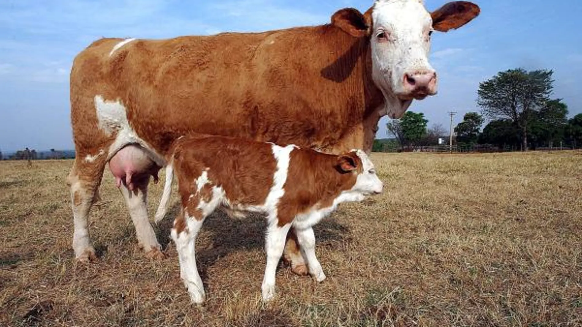 Una vaca clonada con su ternero
