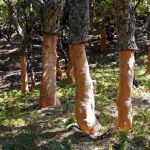 Ejemplares de alcornoque recién descorchados en el Parque Natural de los Alcornocales