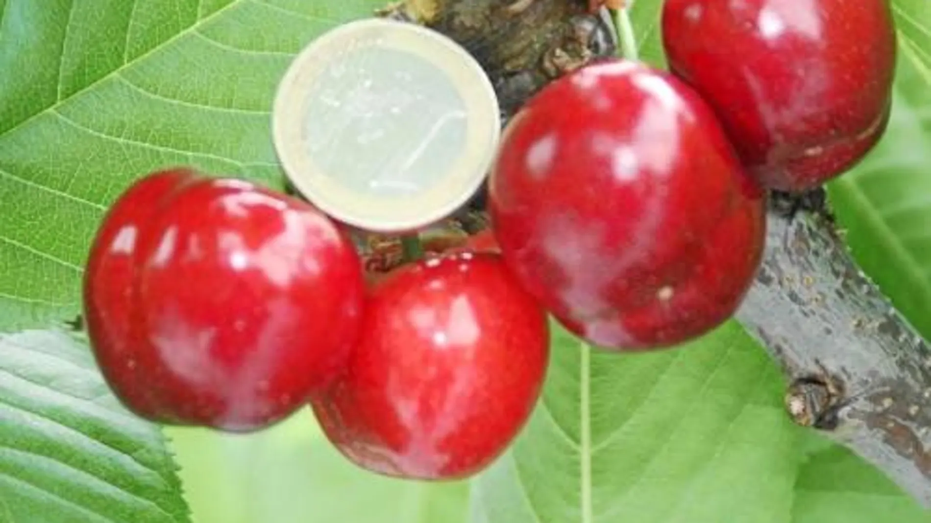 La imagen muestra el calibre de las cerezas, comparadas con una moneda