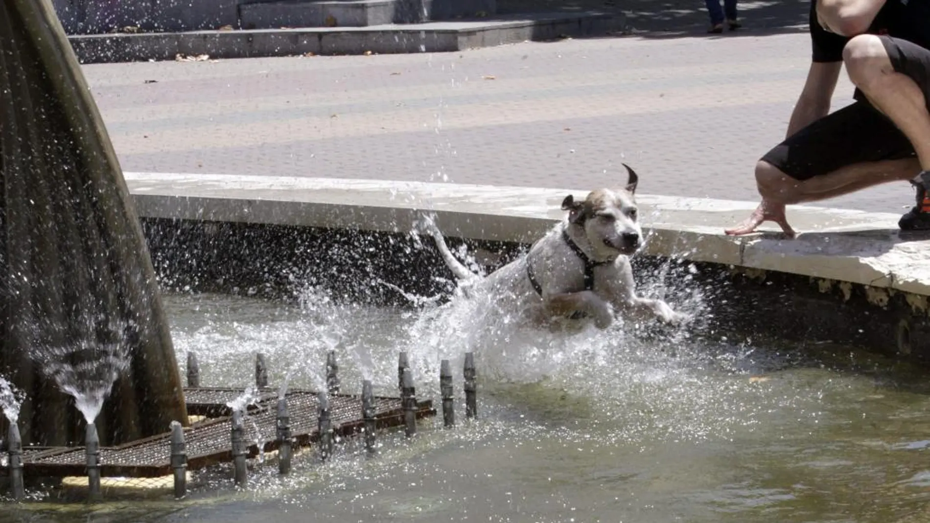 Un perro se refresca del intenso calor hoy en la fuente de Aluche en Madrid