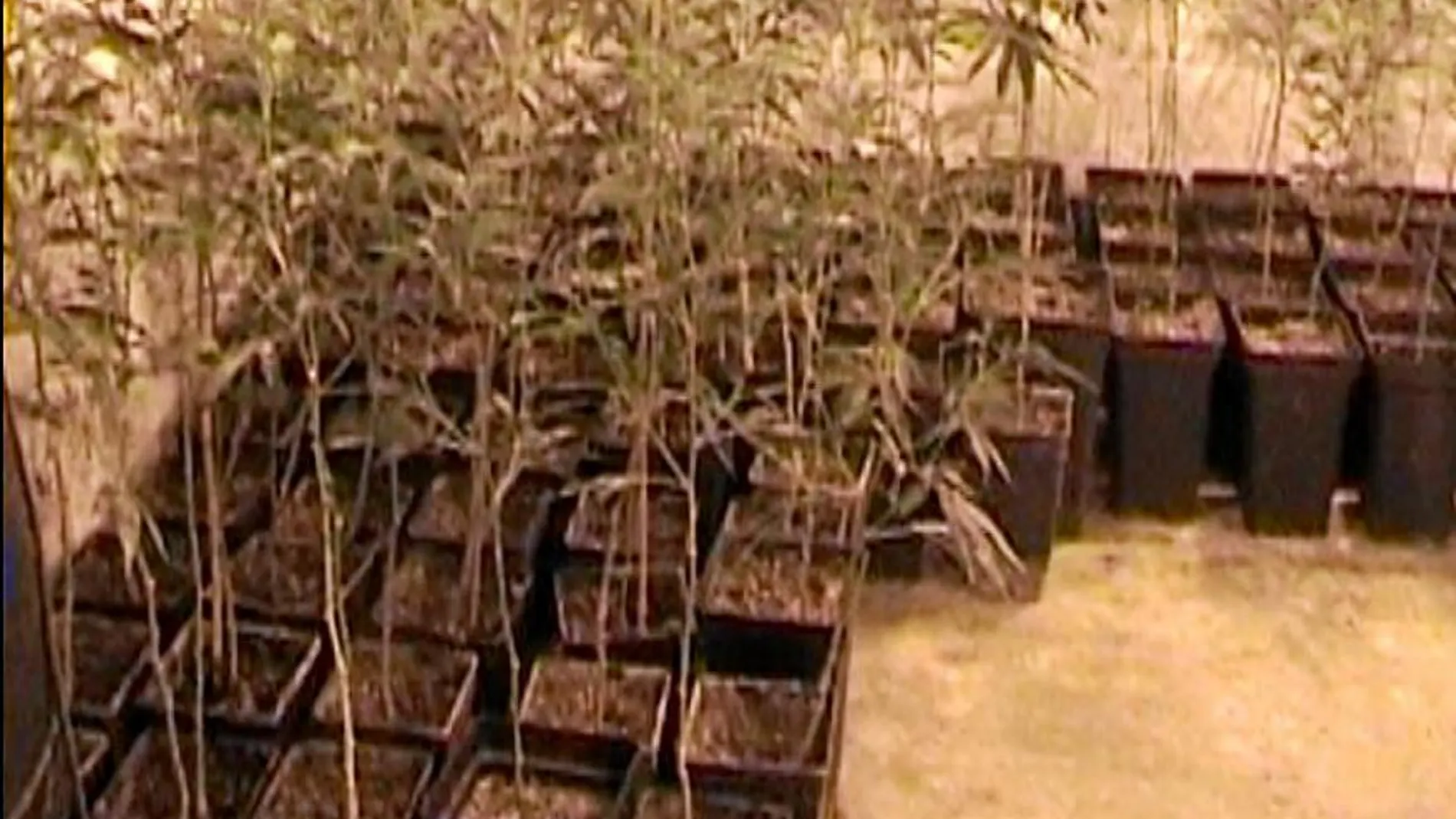 La Policía Autonómica decomisó más de 7.000 plantas de marihuana