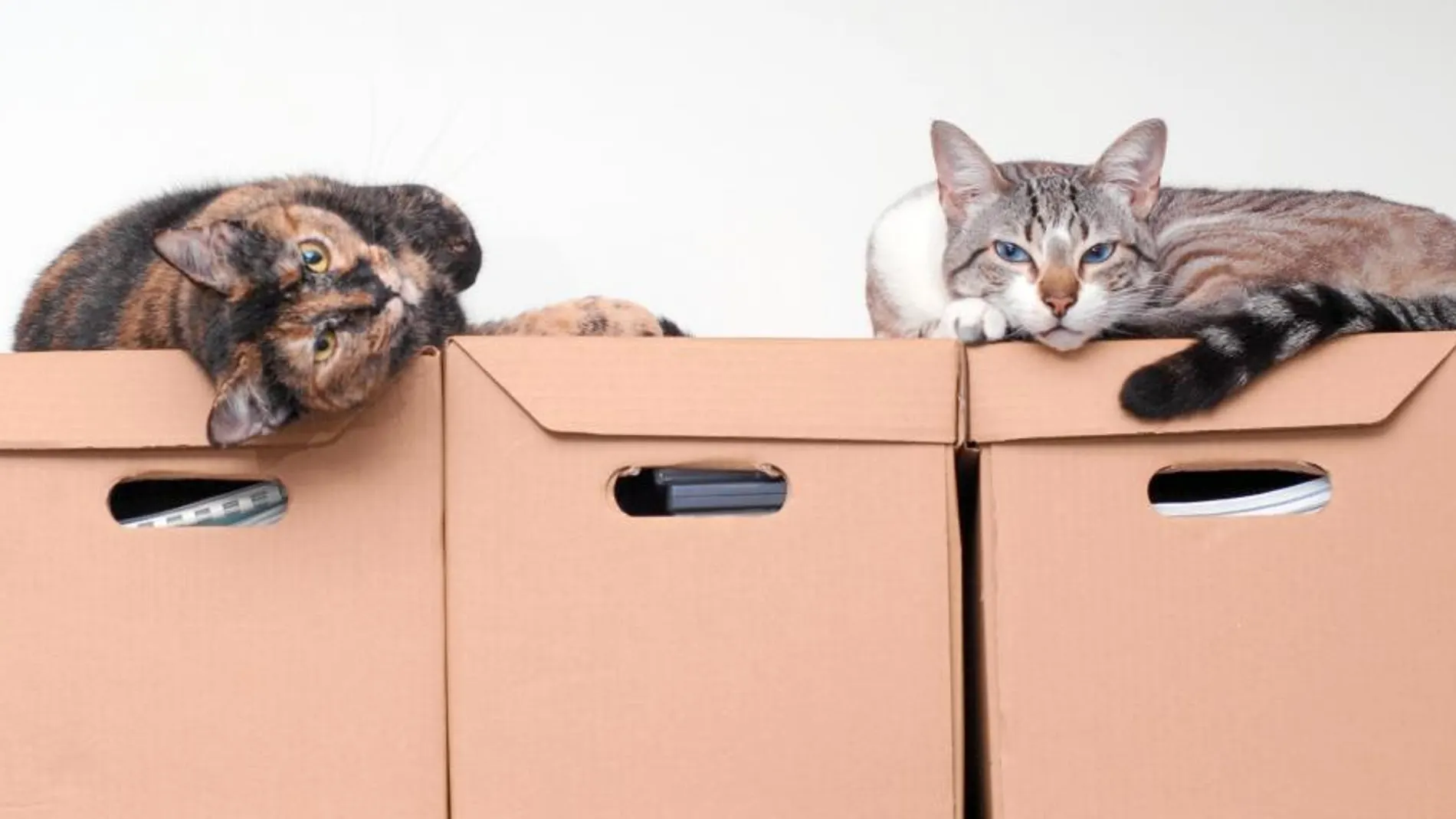 Una empresa de Japón ha recurrido a los gatos para mejorar el ambiente de trabajo de sus empleados