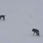 El lobo se acerca al lince boreal, en las imágenes captadas en Polonia