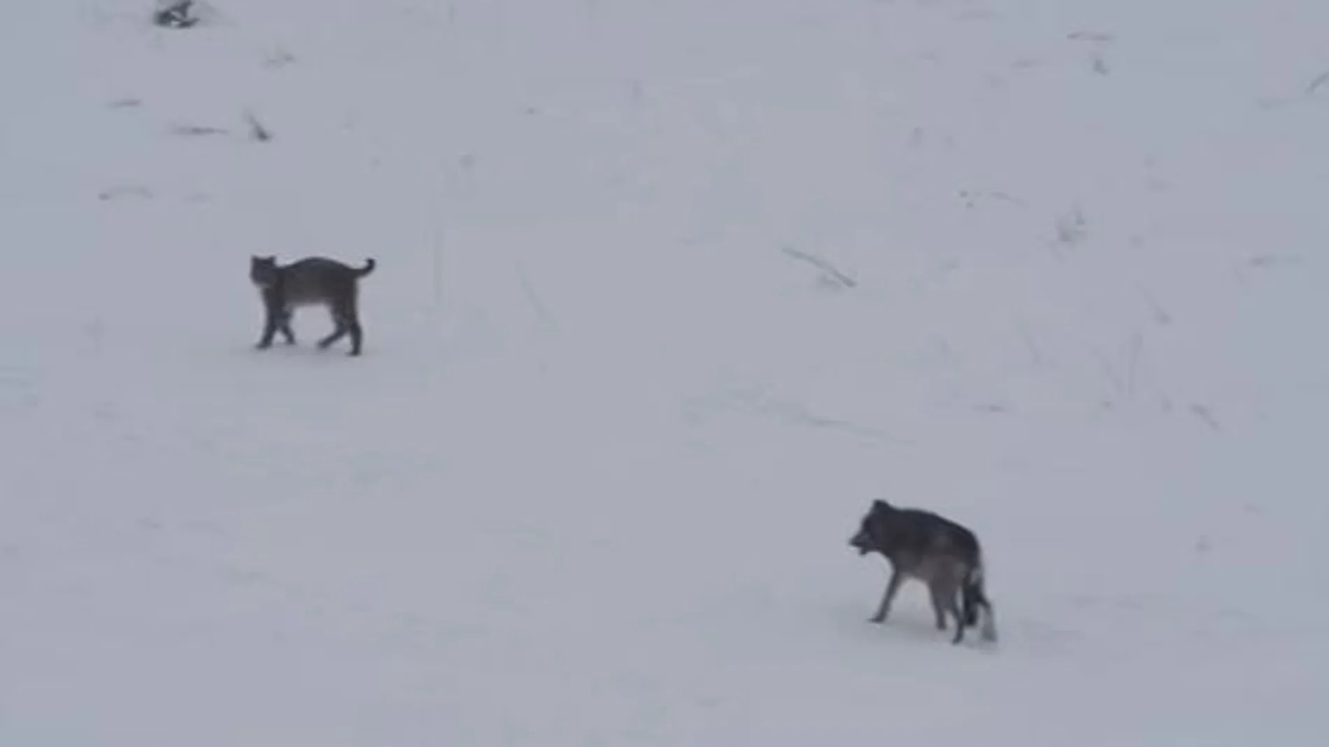 El lobo se acerca al lince boreal, en las imágenes captadas en Polonia