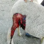  Que viene el lobo: hasta 15 ataques al ganado recurridos ante la Justicia