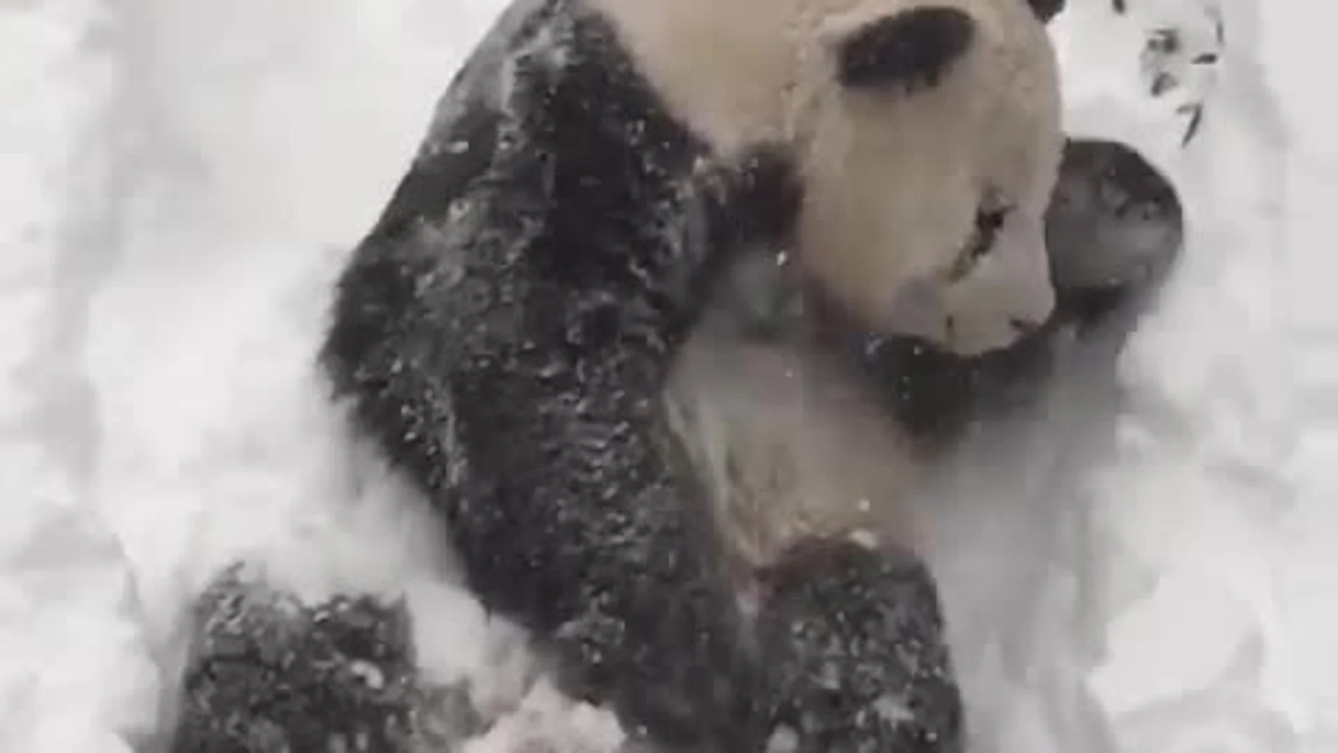 El panda Tian Tian disfruta de la nevada en el zoo de Washington