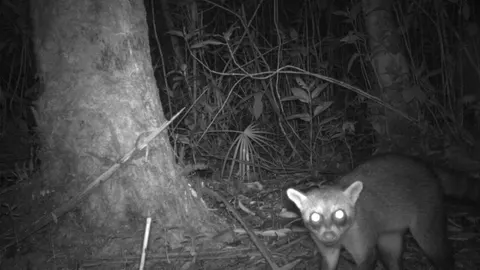 Consiguen imágenes inéditas de especies del Amazonas peruano