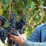 Hallan los efectos cardiosaludables del mosto