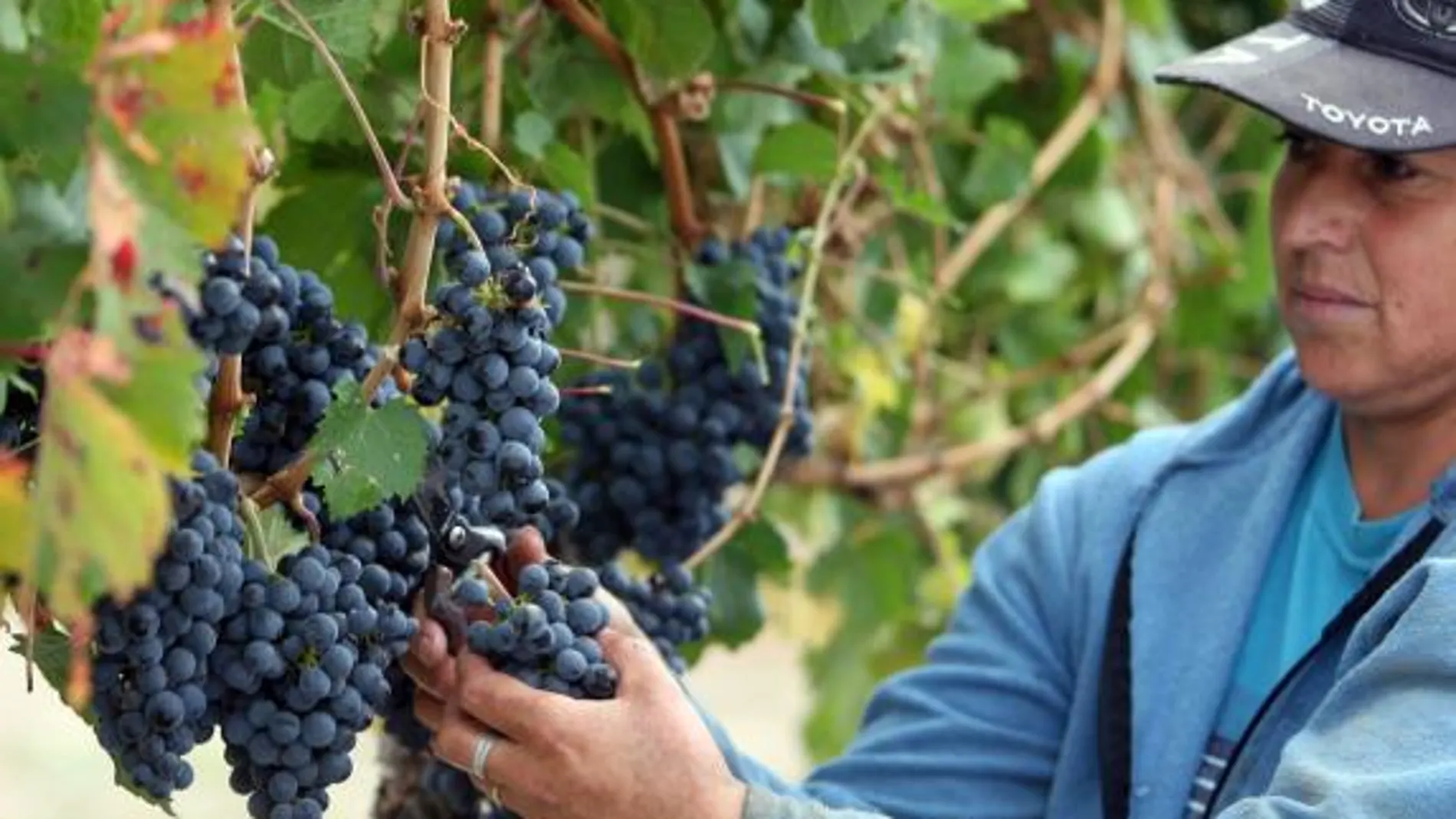Hallan los efectos cardiosaludables del mosto