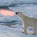 ¿Osos polares que echan fuego?