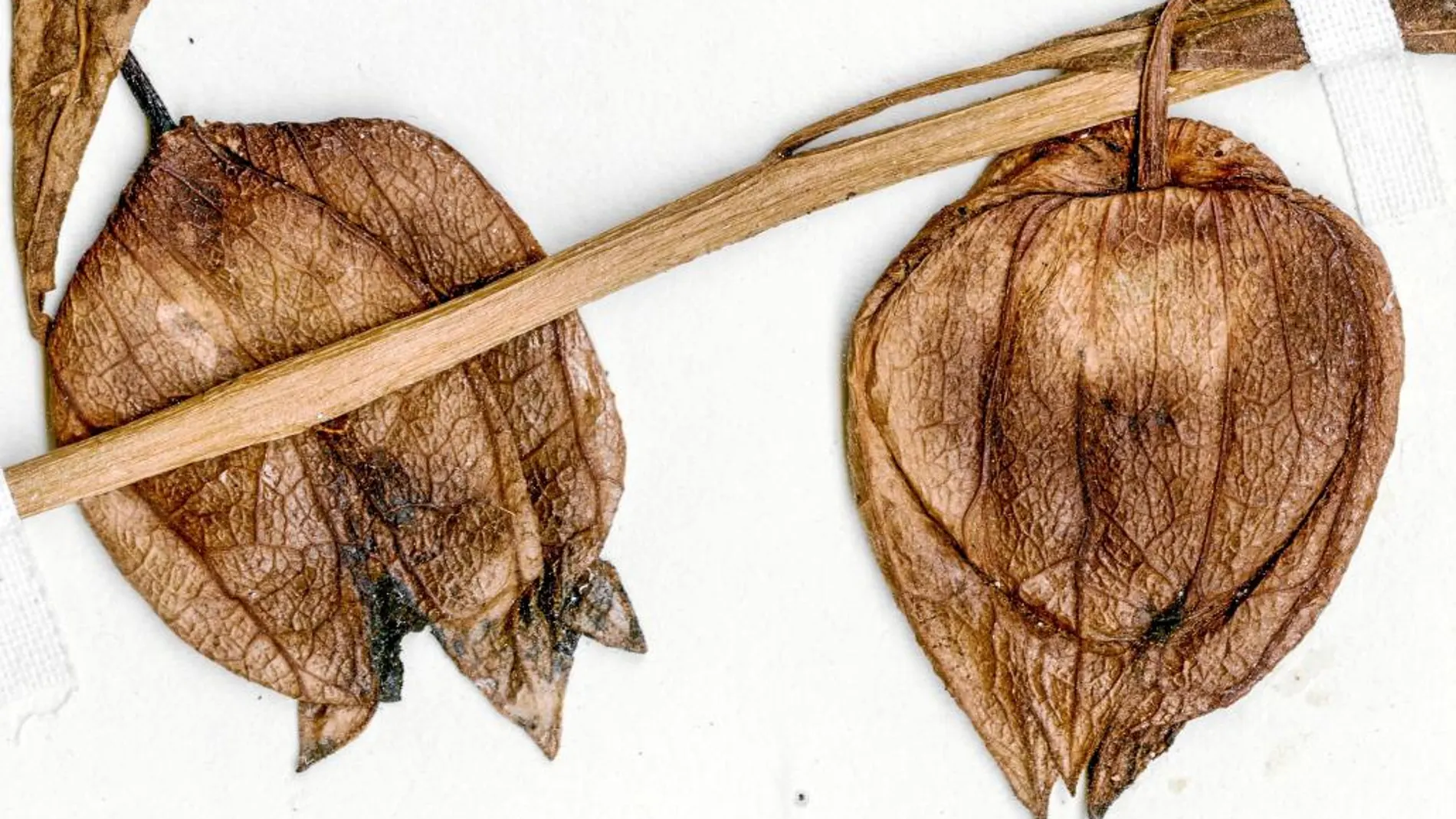 Ejemplares secos de la especie original del tomatillo moderno