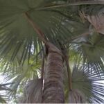 La Tahina spectabilis, una palmera que florece hasta morir