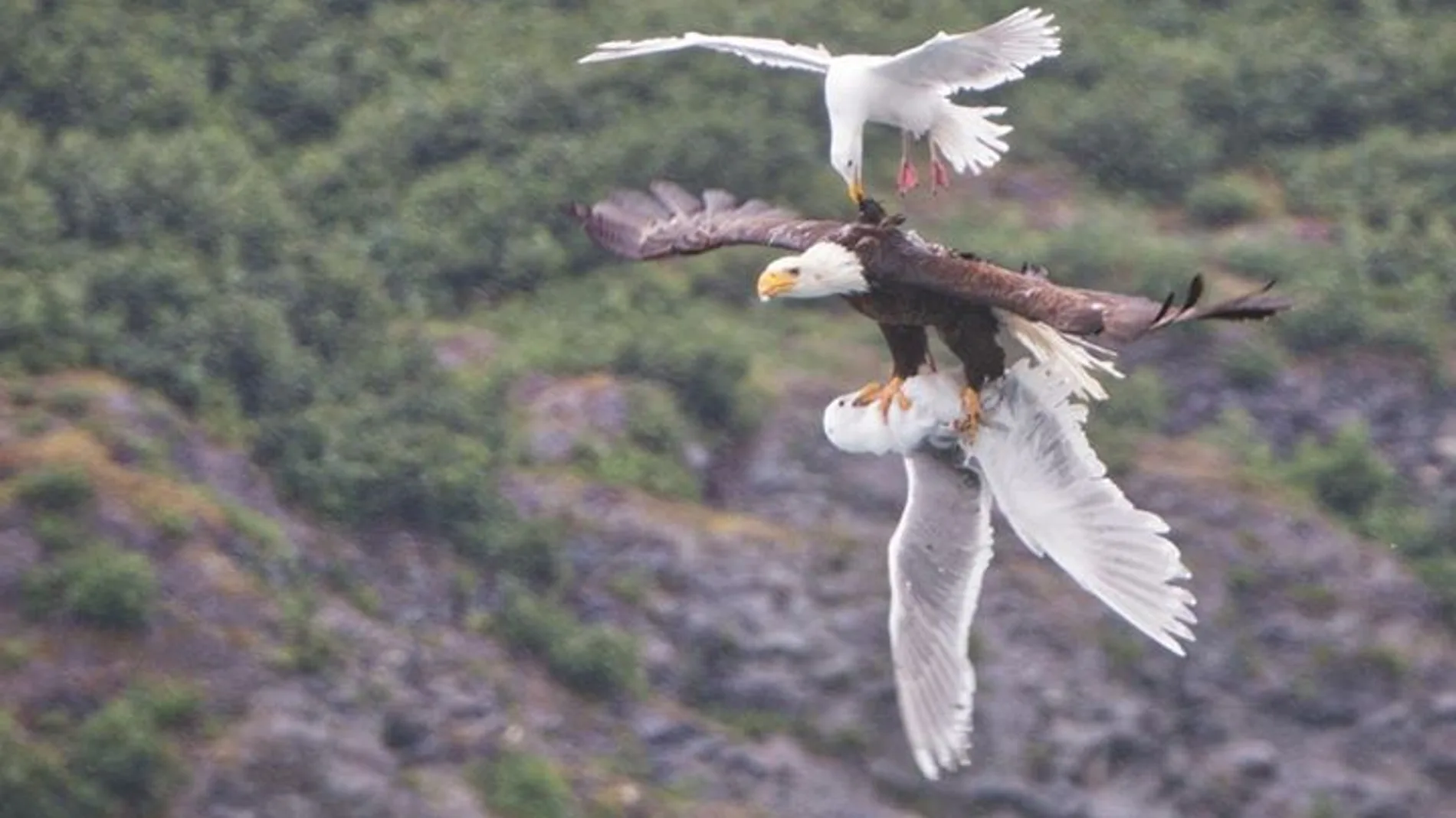 Épica batalla entre un águila y dos gaviotas