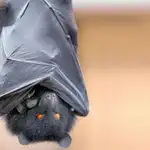  El ilógico temor a los murciélagos