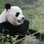 El ejemplar macho de oso panda Bing Xing (Estrella de Hielo), en el Zoo-Aquarium de Madrid,