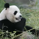  El panda y su falso pulgar
