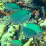 Altrichthys alelia, la nueva especie de pez damisela descubierta en Filipinas. / Giacomo Bernardi