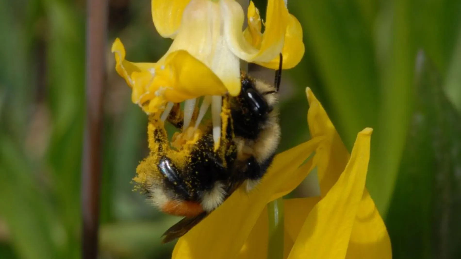 Los abejorros están en riesgo por su falta de adaptación al cambio climático