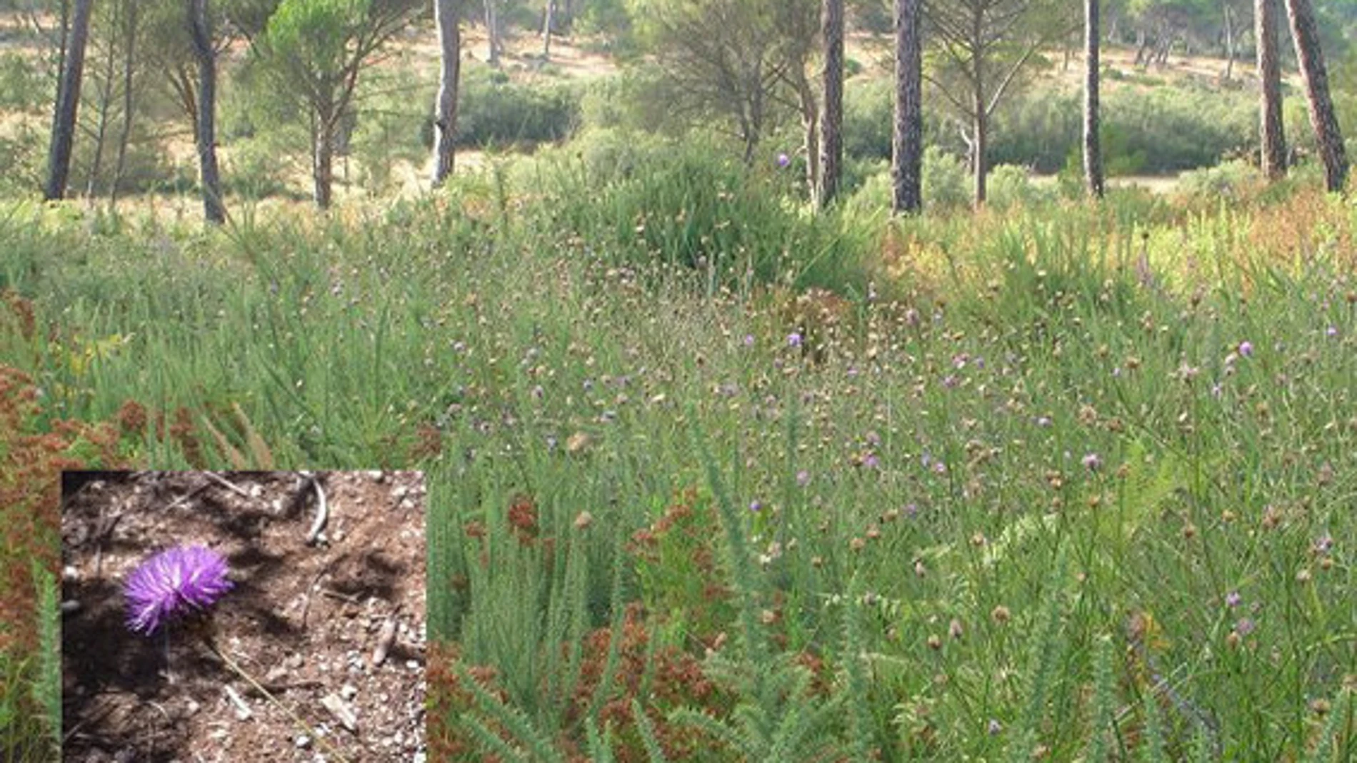 Pradera de Cheirolophus uliginosus, junto con otras especies, en el Parque Nacional de Doñana. Abajo a la izquierda, detalle de la flor de Cheirolophus uliginosus