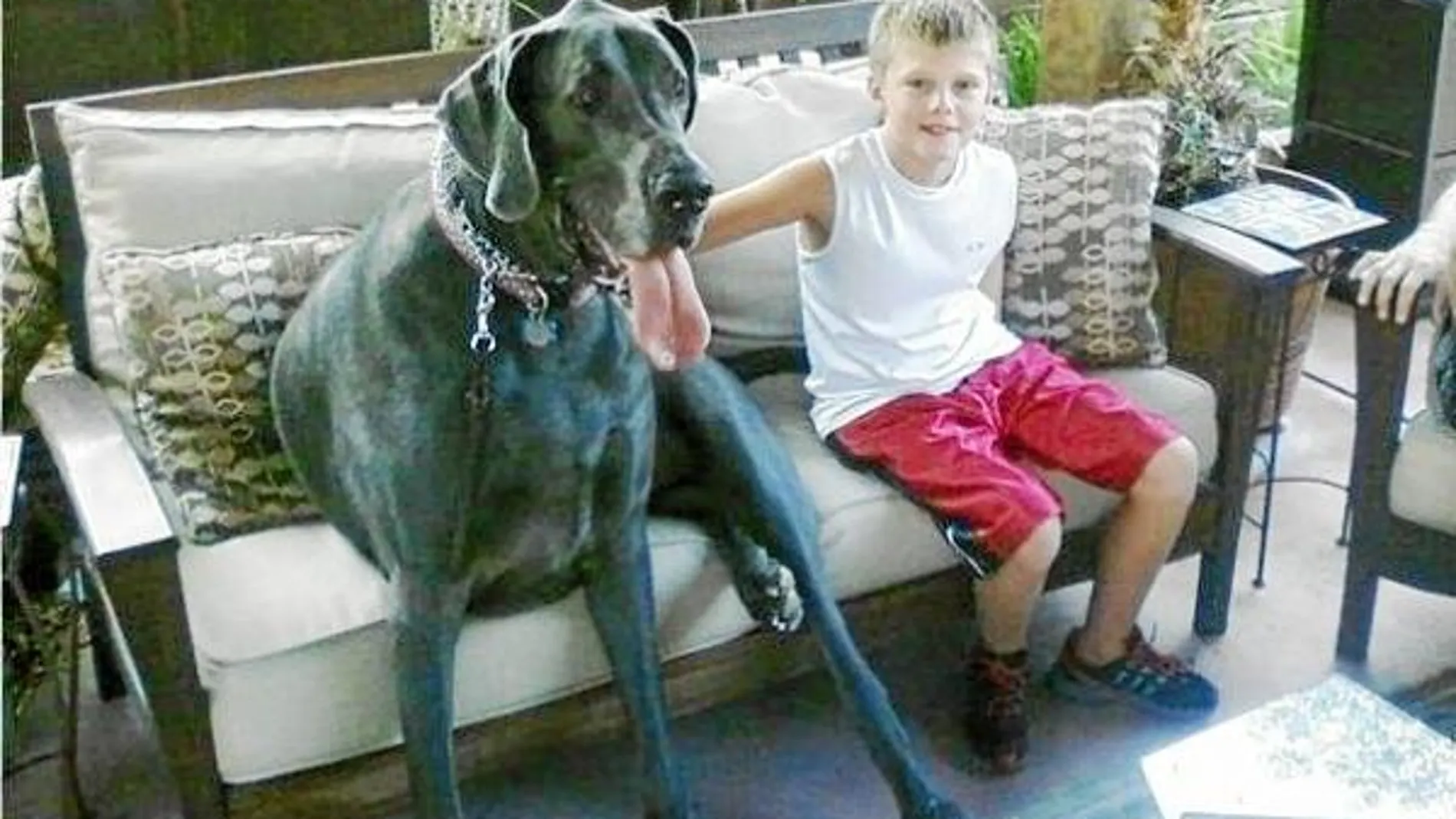 «Giant George» mide dos metros y pesa 115 kilos. Duerme en una cama de matrimonio