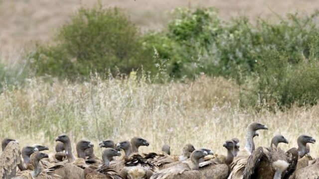 Un grupo de buitres se alimentan de restos de ovejas, vacas jóvenes y cerdos
