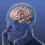  El control del cerebro a través de la luz