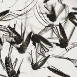 El mosquito causante del dengue