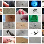 Fotos de mosquitos enviadas por los ciudadanos a Mosquito Alert