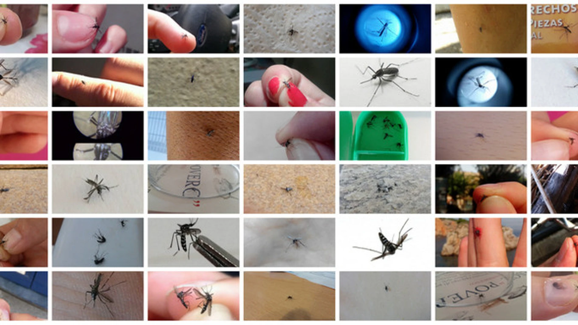 Fotos de mosquitos enviadas por los ciudadanos a Mosquito Alert
