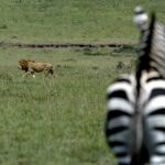 Un depredador y una posible presa en Kenia