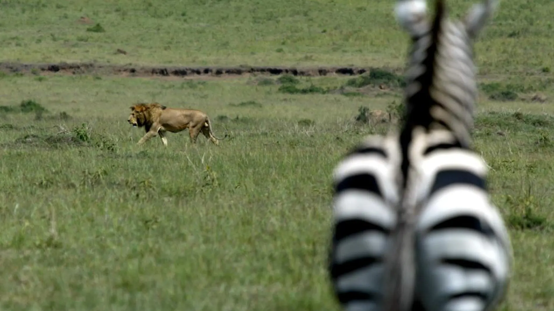 Un depredador y una posible presa en Kenia
