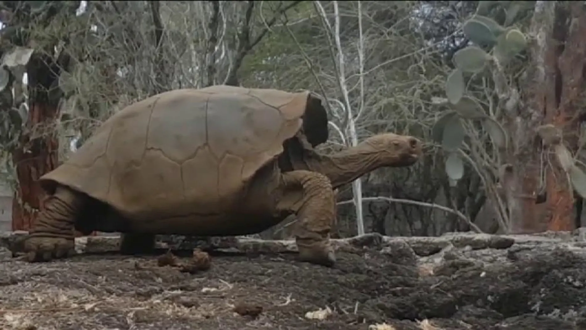 Una especie de tortuga podría recuperarse en las Galápagos después de 150 años extinta