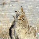 Los aullidos pueden revelar la existencia de cachorros durante la época de reproducción