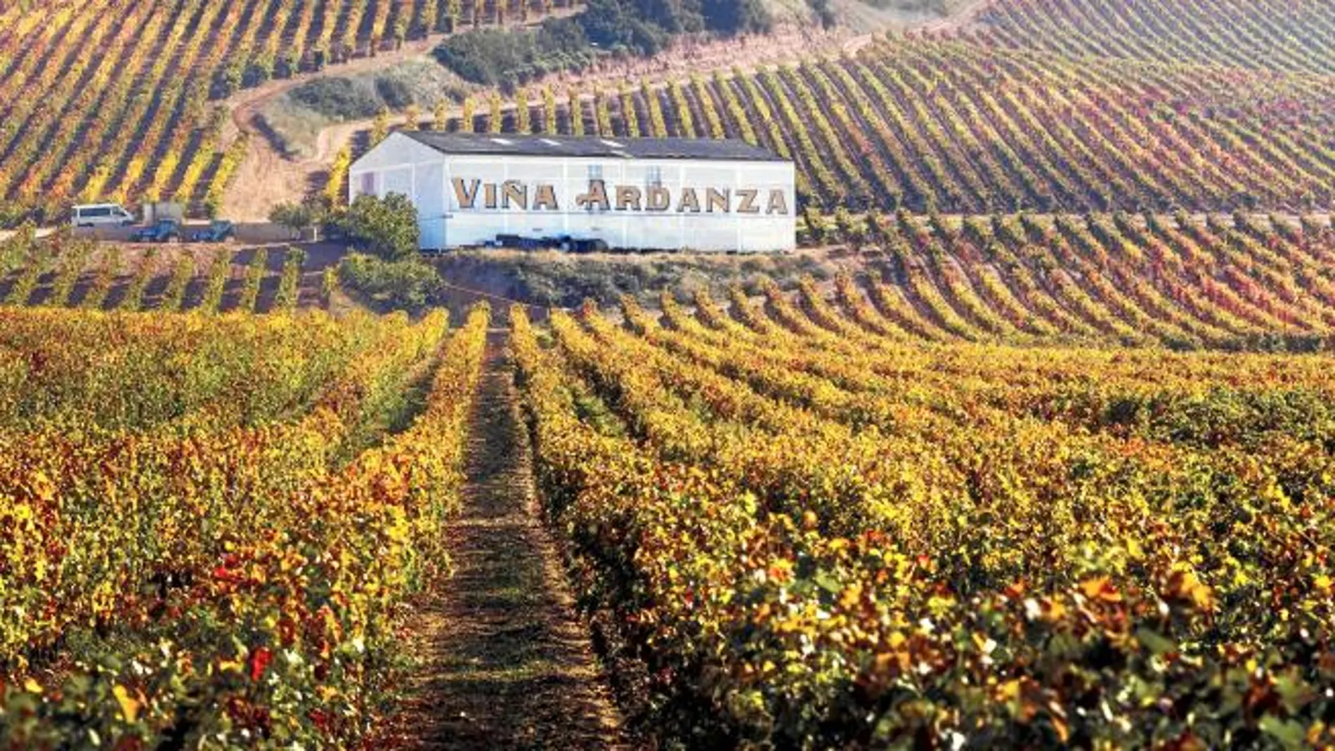 Vista panorámica del viñedo de la finca Viña Ardanza