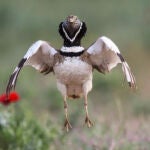 Sisón común en pleno vuelo